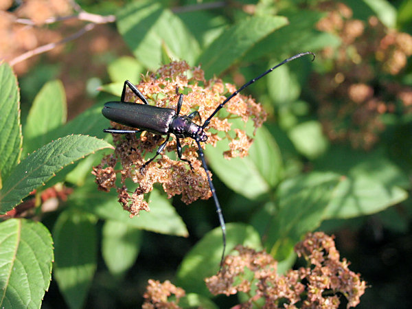 Lurking longhorn beetle.