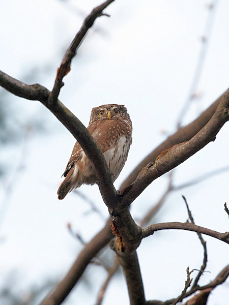 Eurasian Pygmy Owl.