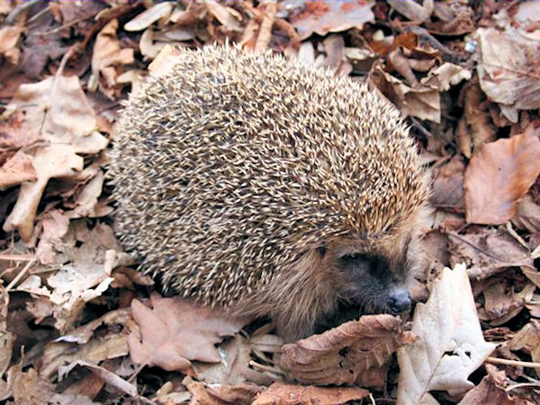 Ein Braunbrustigel.