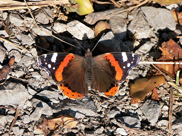A Red admiral.