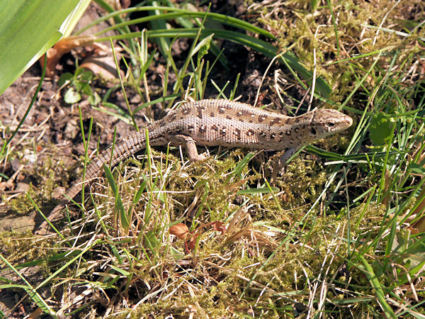 Eidechse im Gras.