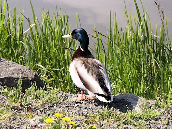 A small drake on the dam of the pond Světlík.