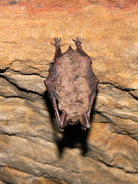 A sleeping bat in Riedelova jeskyně.