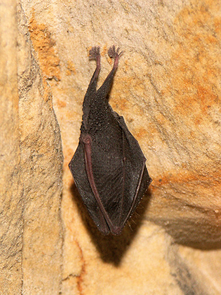 Schlafende Fledermaus in der Riedelova jeskyně (Riedelhöhle).