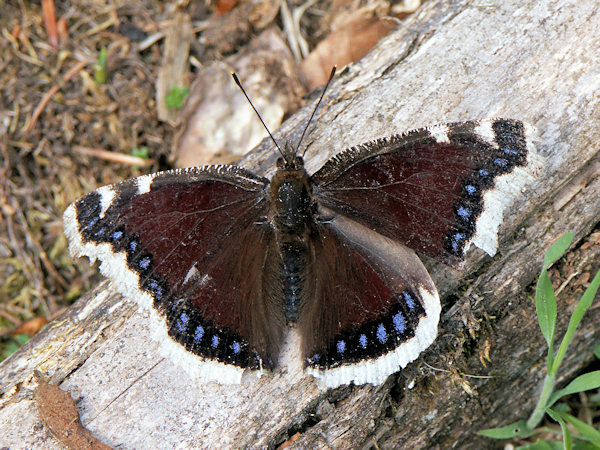 Babočka osiková.