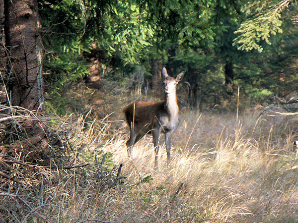 A roe deer on the Velká Tisová.