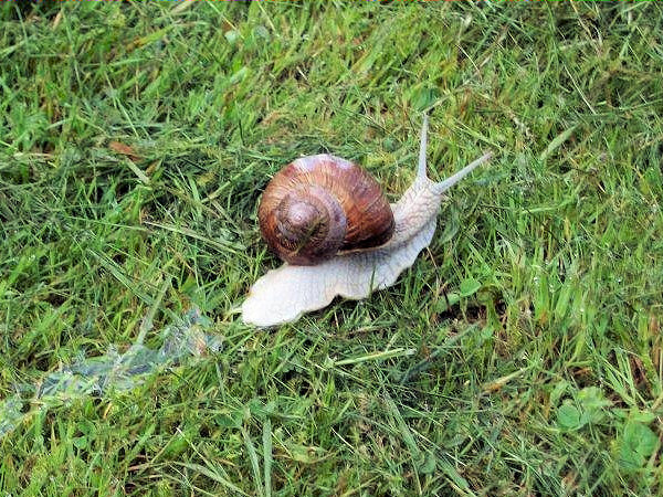 Weinbergschnecke.