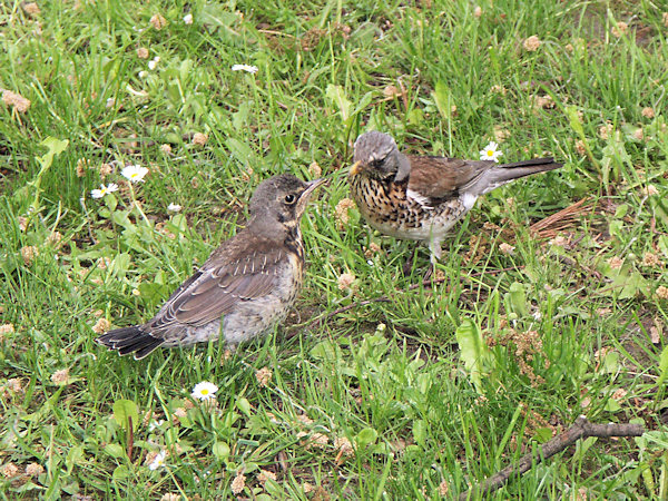 Song thrush.