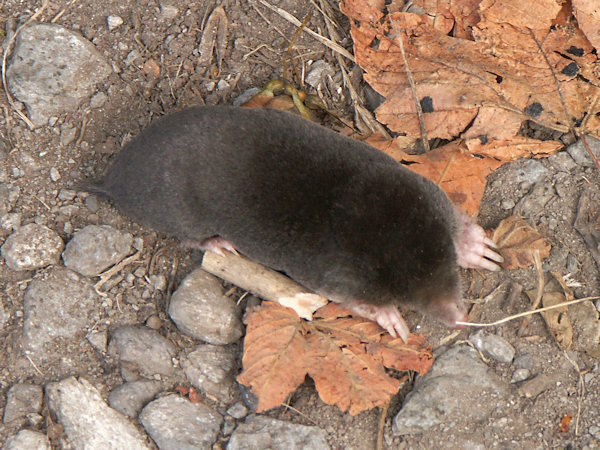 The European mole.