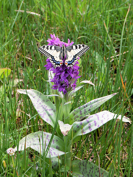 Schwalbenschwanz auf einer Knabenkrautblume.