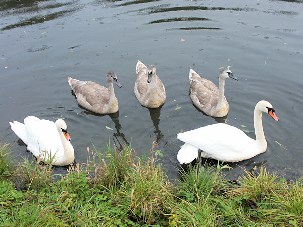 Schwanenfamilie auf Machův rybník (Machs Teich) in Cvikov (Zwickau).