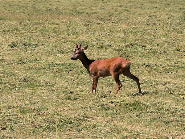 Roe deer in the meadow.