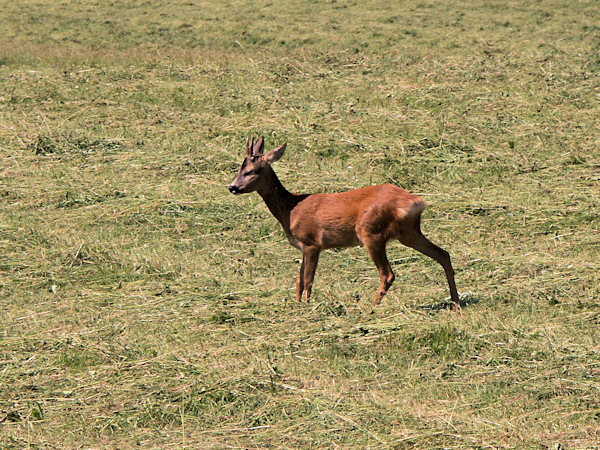 Ein Reh auf der Wiese.