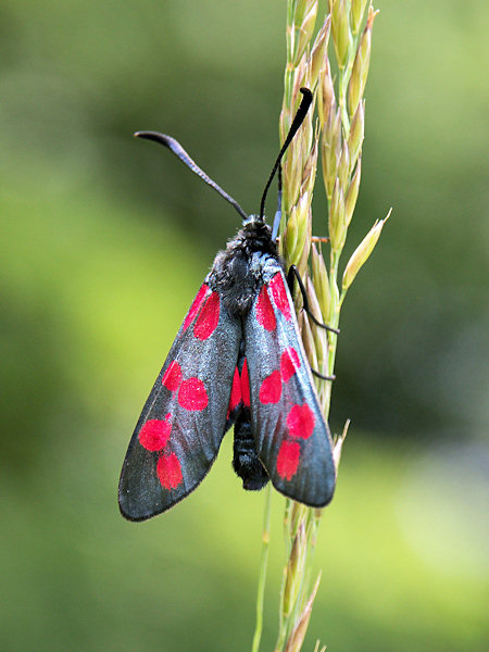 Six-spot burnet.