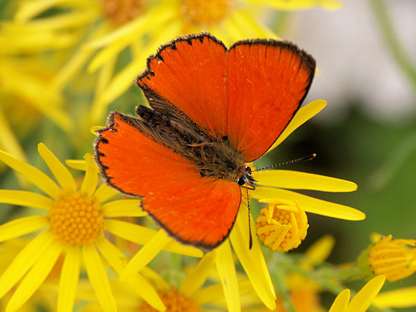 Scarce copper.