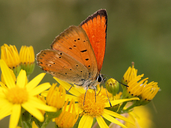 Scarce copper.