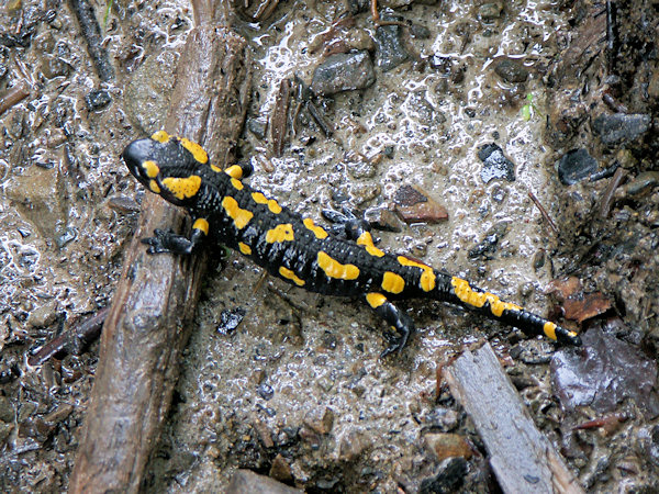 Feuersalamander.