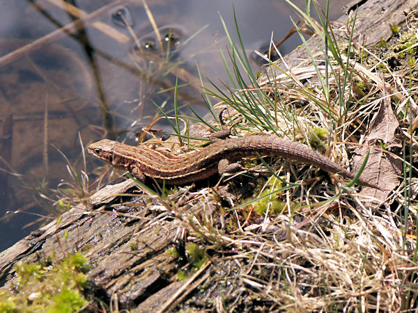 Viviparous lizard.