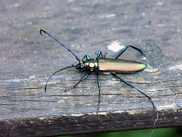 Lurking longhorn beetle.