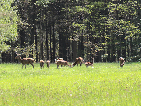 Red deer grazing under Lipnický vrch.