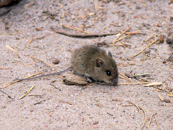 The wood mouse.