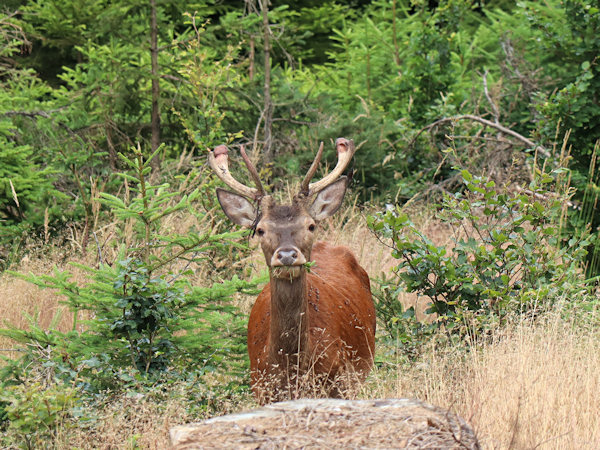 Ein junger Rothirsch im Luční potok-Tal (Wiesenwassertal).