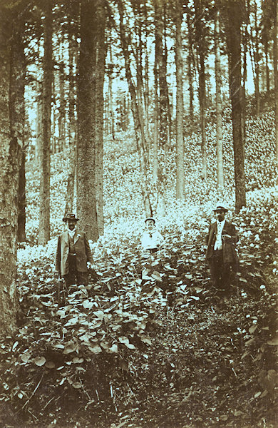 This picture postcard shows the rich flowering vegetation of lunary (Lunaria rediviva) on the slope of the Černý vrch hill near Líska. This area is Nature Reserve since 1929 and is till today a popular aim of tourist excursions.