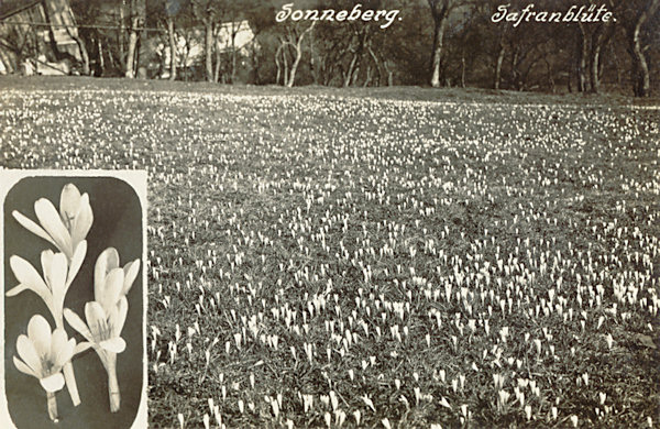This picture postcard from before World War Two represents the parish meadow densely covered by flowering crocuses. At present you may find only a small number of flowering plants.