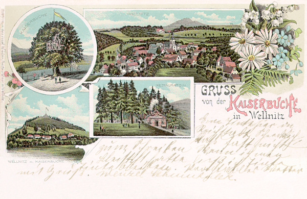 This phototype postcard from 1898 shows the then newly opened inn „Zur Kaiserbuche“ at the Velenický kopec. The pictures above show the „Emperor's beech“ and the outlook over Velenice, on the lower left the overall view of the hill with the lookout-terrace on its peak and in the centre a detail of the inn which soon became a popular excursion resort.