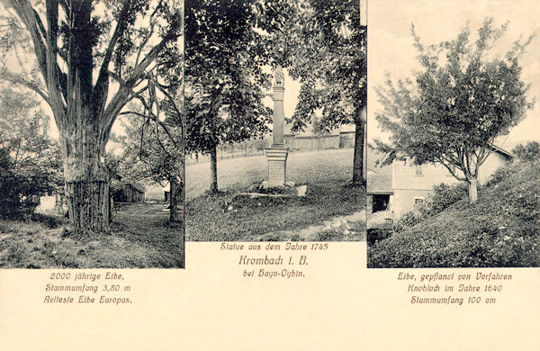 This picture postcard presents two of the three noteworthy yew-trees of Krompach. On the left side we see the greatest one the age of which is recently estimated to about 500 years, and on the right the youngest, which, according to the text written on the card, had been planted in 1640. The picture in the centre shows the statue „Ecce homo“ standing not far from the yew-trees.