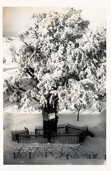 Diese Ansichtskarte zeigt den ältesten Eibenbaum in Krompach (Krombach) im Winter.