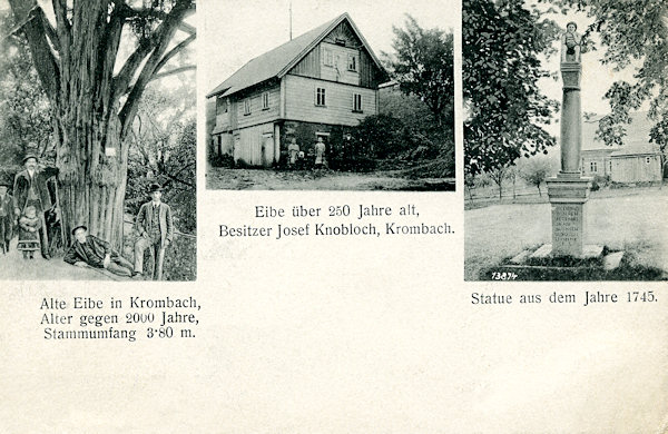 Auf dieser Ansichtskarte sieht man links die älteste der Krombacher Eiben, deren Alter auf 500 Jahre geschätzt wird. Das mittlere Foto zeigt das heute bereits abgerissene Haus von Josef Knobloch mit der jüngsten Eibe, rechts ist die in der Nähe stehende Statue Ecce homo abgebildet.