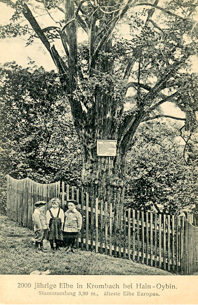 .This picture postcard shows the oldest of the yew-trees in Krompach in the upper part of the village