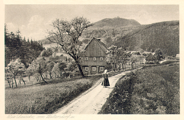 Auf dieser Ansichtskarte aus der Zeit um 1920 sieht man den alten, nach Waltersdorf an der Südostseite des Butterberges führenden Weg. Im Hintergrund erhebt sich der Kegel der Lausche.