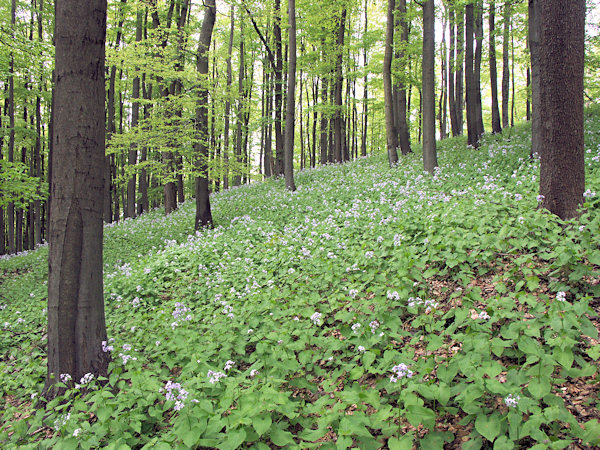 In Buchenwald on Jezevčí vrch (Limberg) blühen Anfang Mai reiche Bestände der Mondviole.