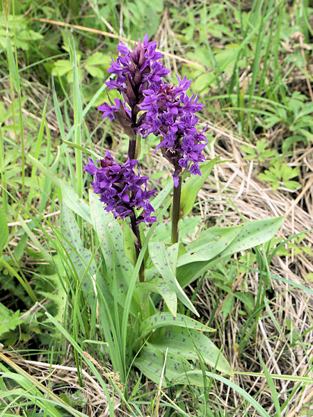 Auf einigen feuchteren Wiesen kommen noch Orchideen vor. Breitblättriges Knabenkraut auf einer Wiese bei Velký rybník (Bernsdorfer Teich).