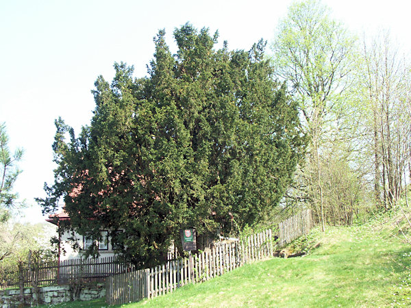 Die älteste der drei unter Naturschutz stehenden Eiben in Krompach (Krombach). Ihr Alter wird auf etwa 450 Jahre geschätzt.