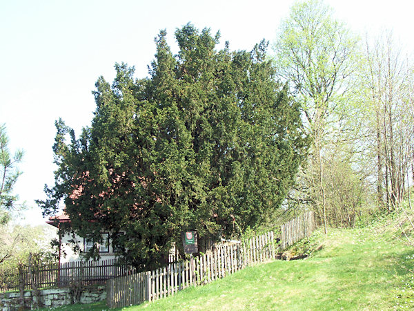 Un des trois le plus vieux ifs pres de la village Krompach. Son age est estimé a 450 ans.