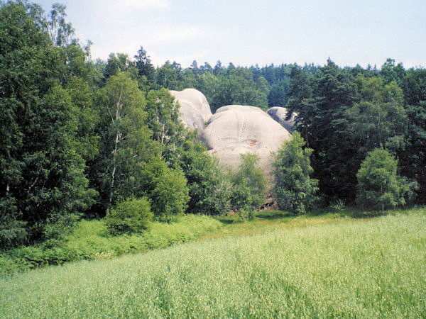 Die Bílé kameny (Weissen Steine) bilden eine interessante Felsgruppe von weissem Sandstein. Wegen ihrer runden Formen werden sie oft als Sloní kameny (Elefantensteine) bezeichnet.