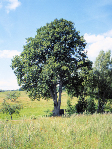 Památná lípa v Trávníku kolem roku 2000, kdy se ještě těšila dobrému zdraví.