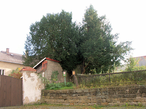 Unter Naturschutz stehende Eibe an derKirche St. Jakob.