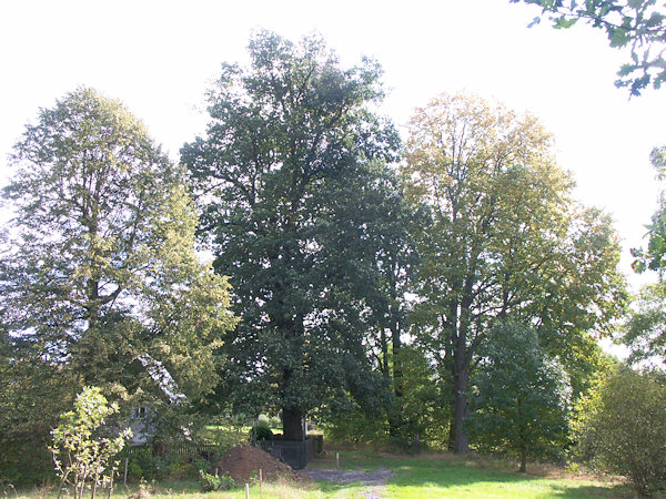 Památné stromy pod hřbitovem.