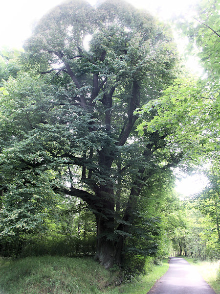 Die Schabestiels Linde an der Straße nach Kytlice (Kittlitz).