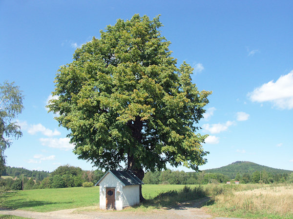 Die Kapelle der Heiligen Dreifaltigkeit mit dem denkwürdigen Lindenbaum. Im Hintergrund rechts der Vlčí hora (Wolfsberg).