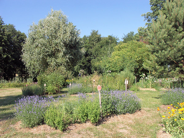 Bylinková zahrada v areálu firmy Nobilis Tilia.