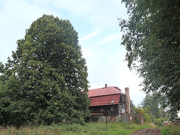 Fořtovská Gedenklinde in der Nähe des ehemaligen Forsthauses.