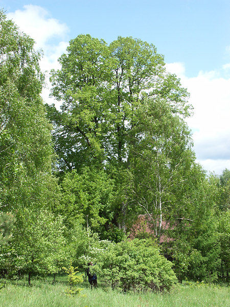 Geschützte Linde am Weg von Rybniště (Teichstatt) nach Chřibská (Kreibitz).