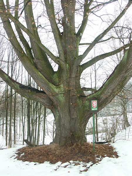 Die denkwürdige, am Wege von Manušice (Manisch) nach Slunečná (Sonnenberg) stehende Linde.