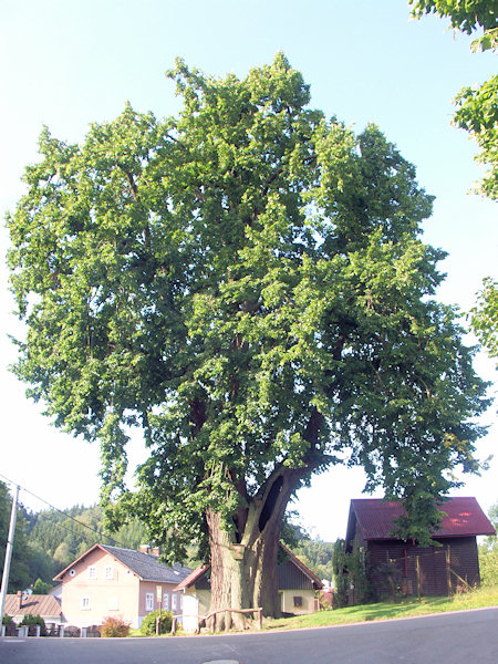 Chráněná lípa u statku čp.109.