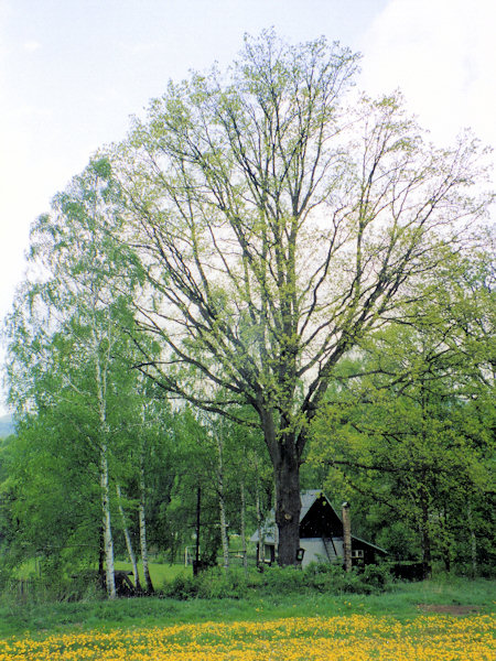 Eine der als Naturdenkmal geschützten Kaisereichen am Wege zum Friedhof.